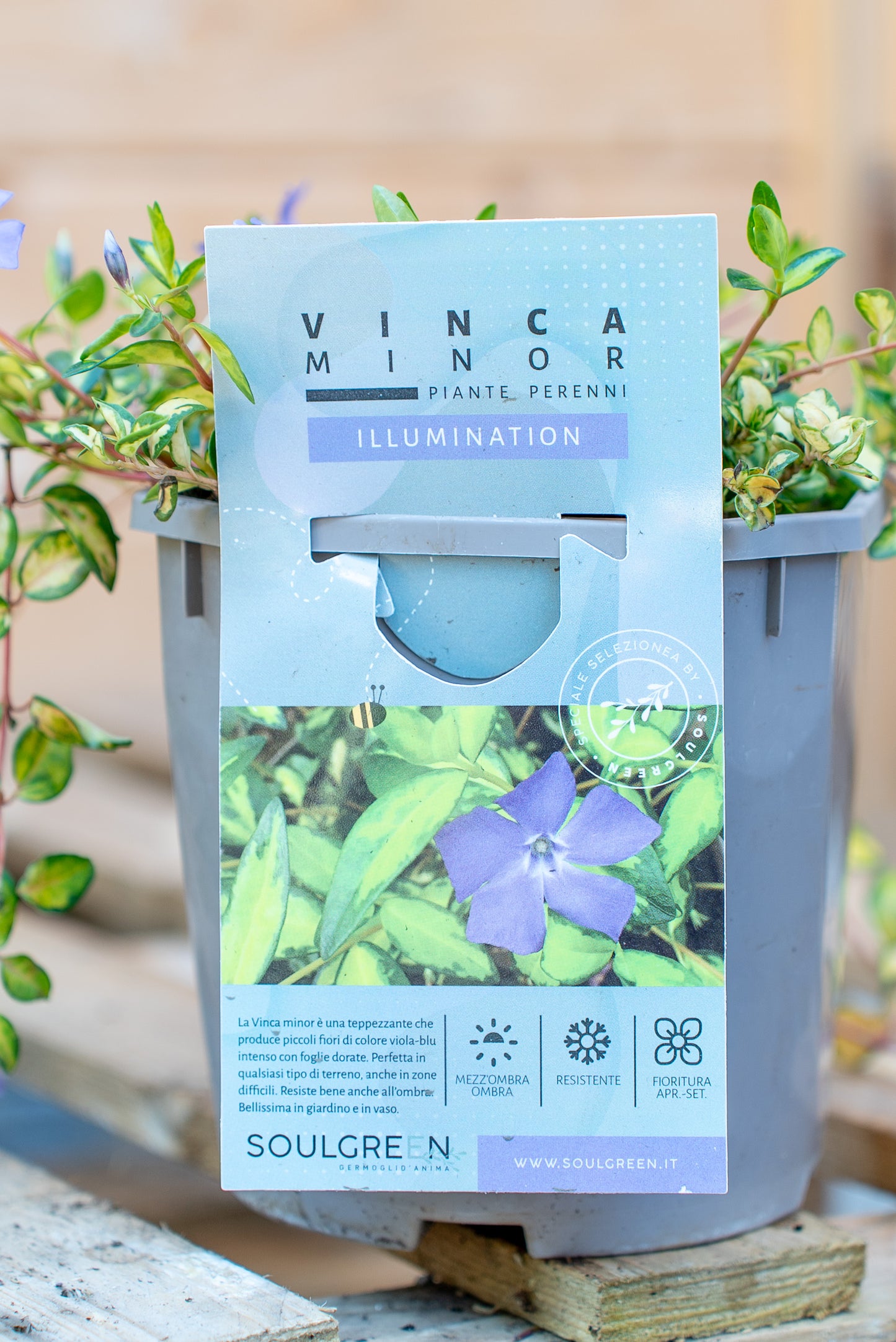 Vinca Minor