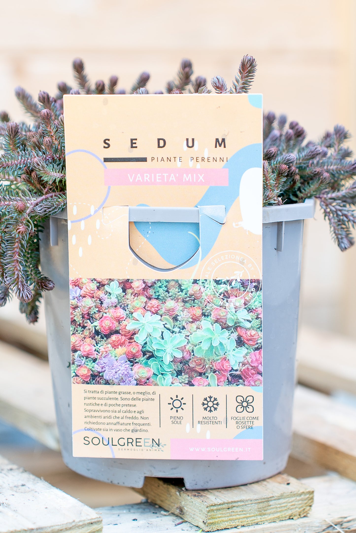 Sedum