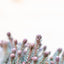 Sedum