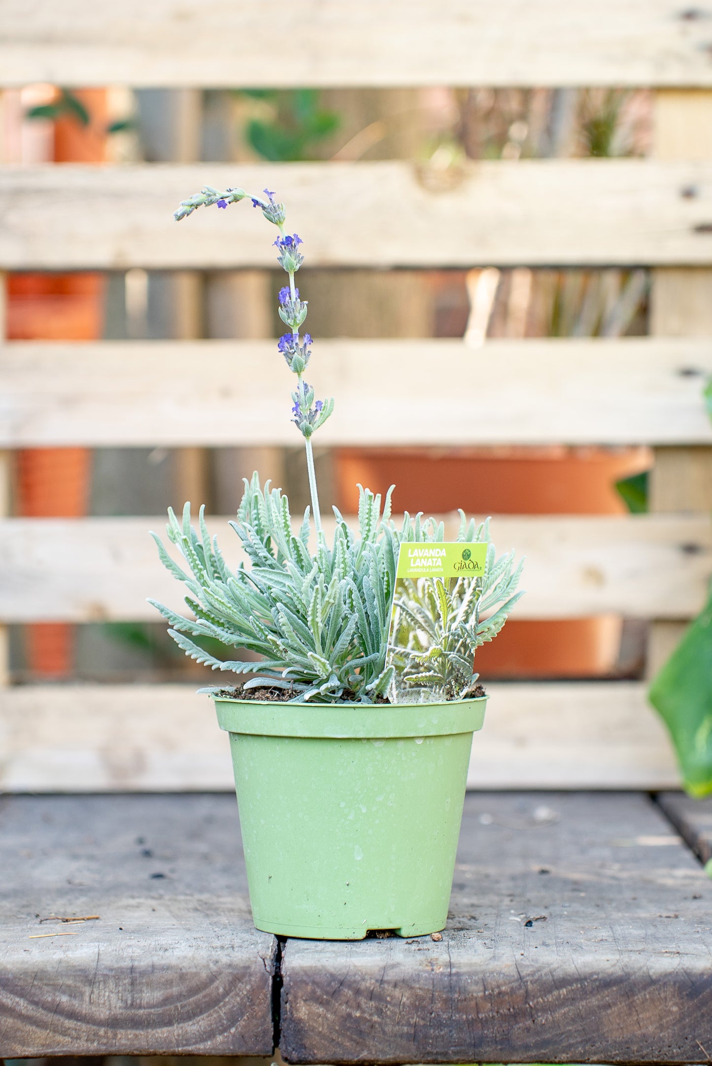 Lavanda Lanata