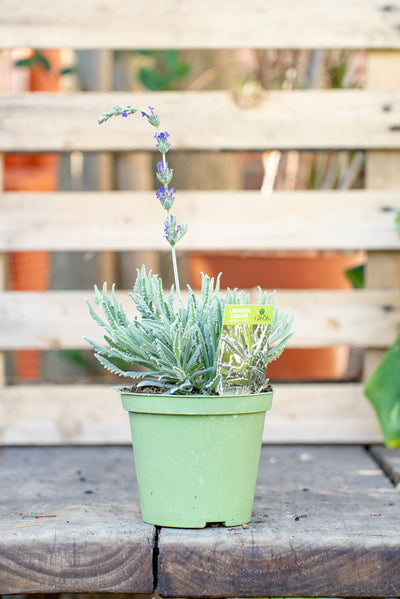 Lavanda Lanata