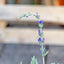 Lavanda Lanata