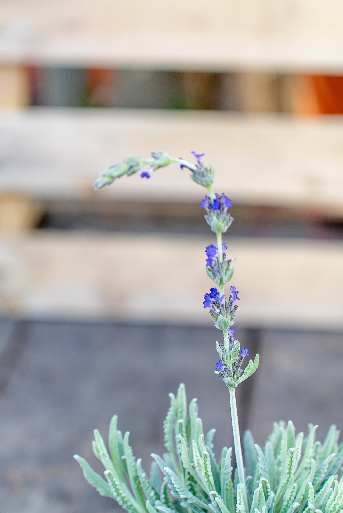 Lavanda Lanata