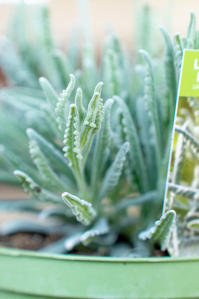 Lavanda Lanata