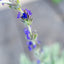 Lavanda Lanata