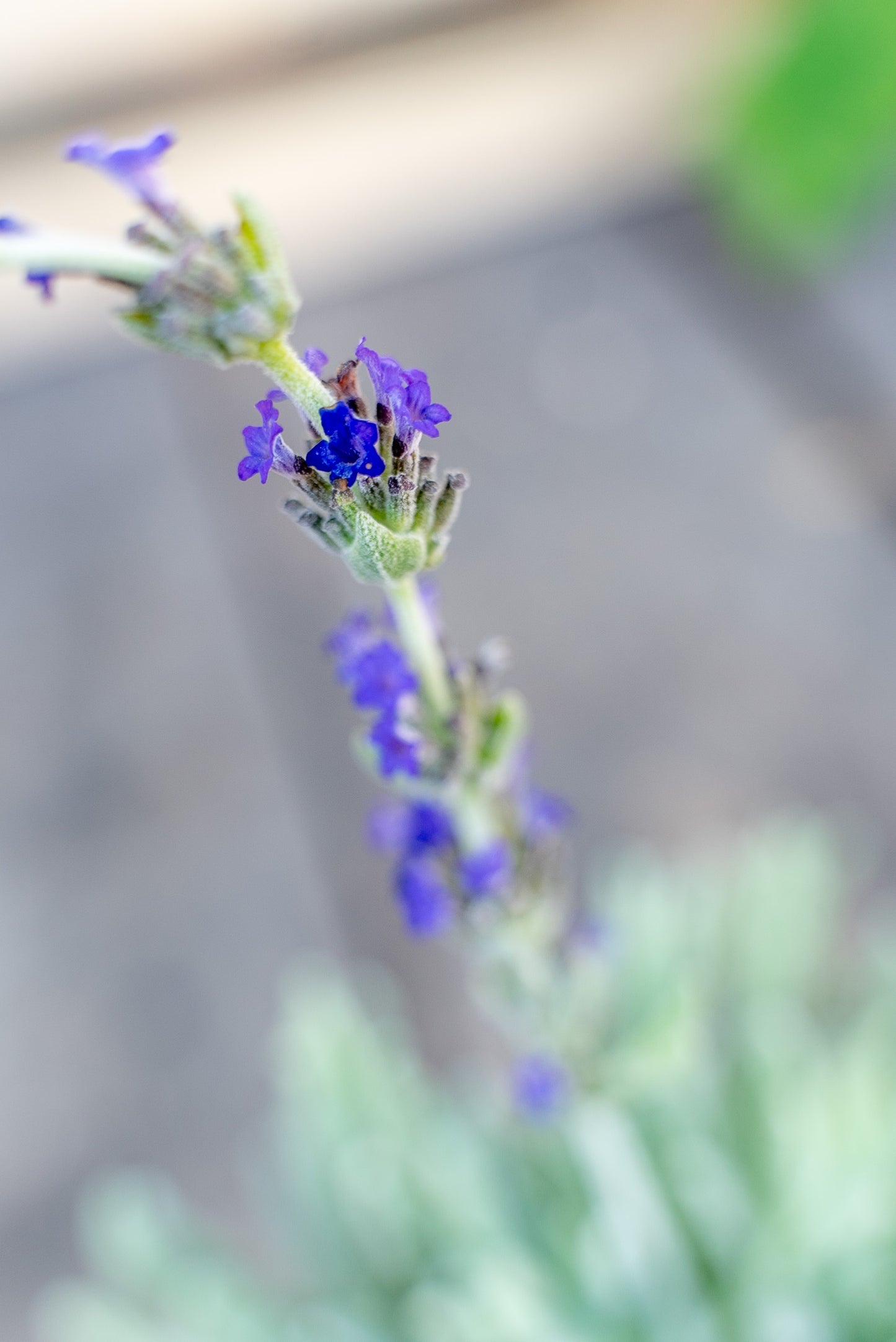 Lavanda Lanata