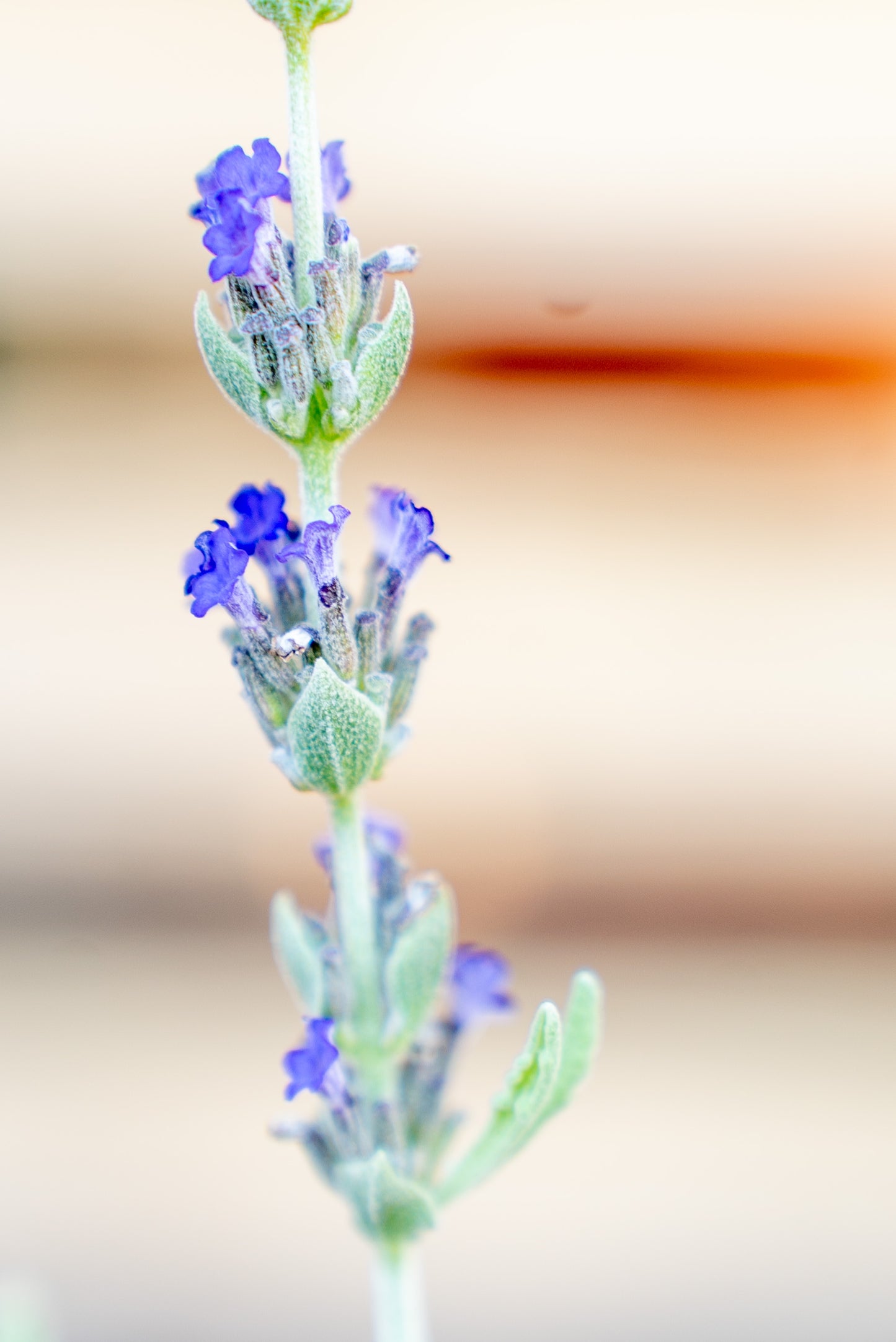 Lavanda Lanata