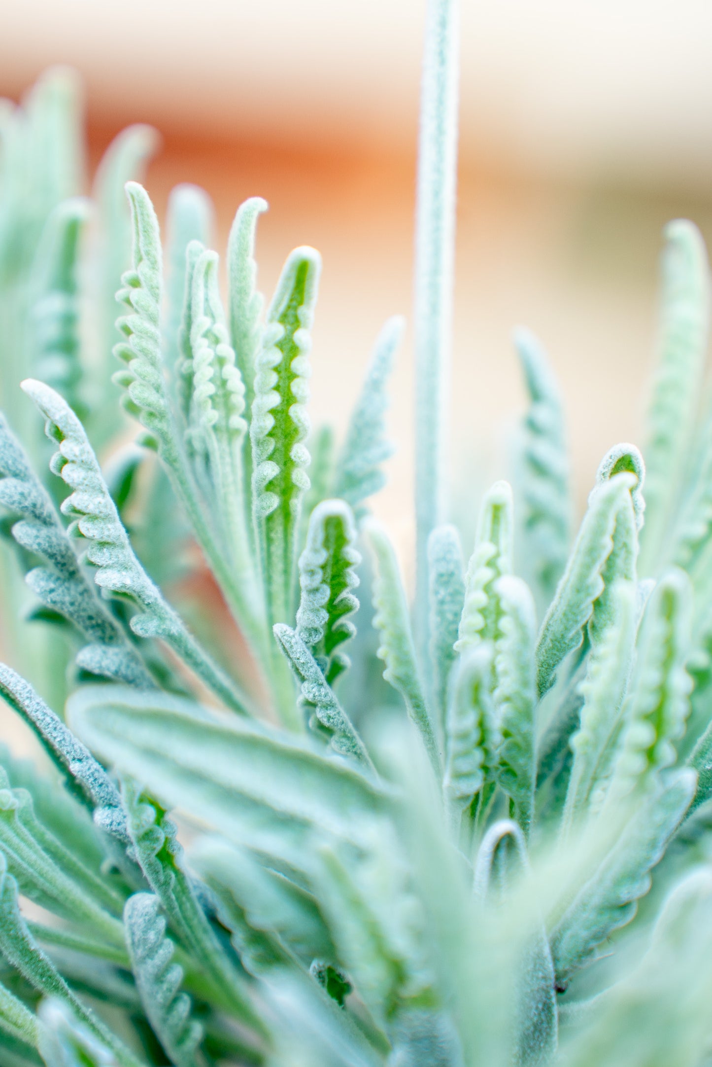 Lavanda Lanata