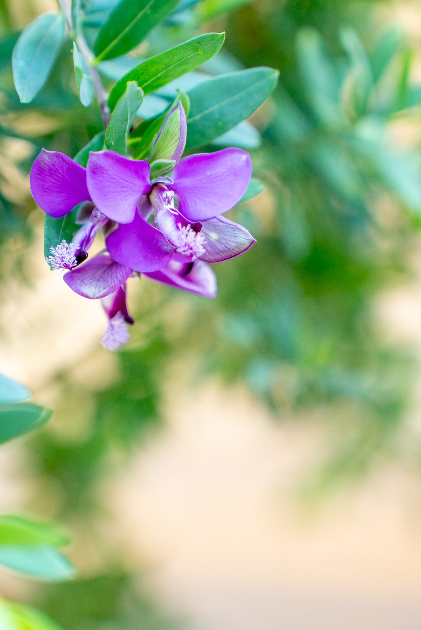 Polygala Myrifolia