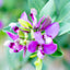 Polygala Myrifolia