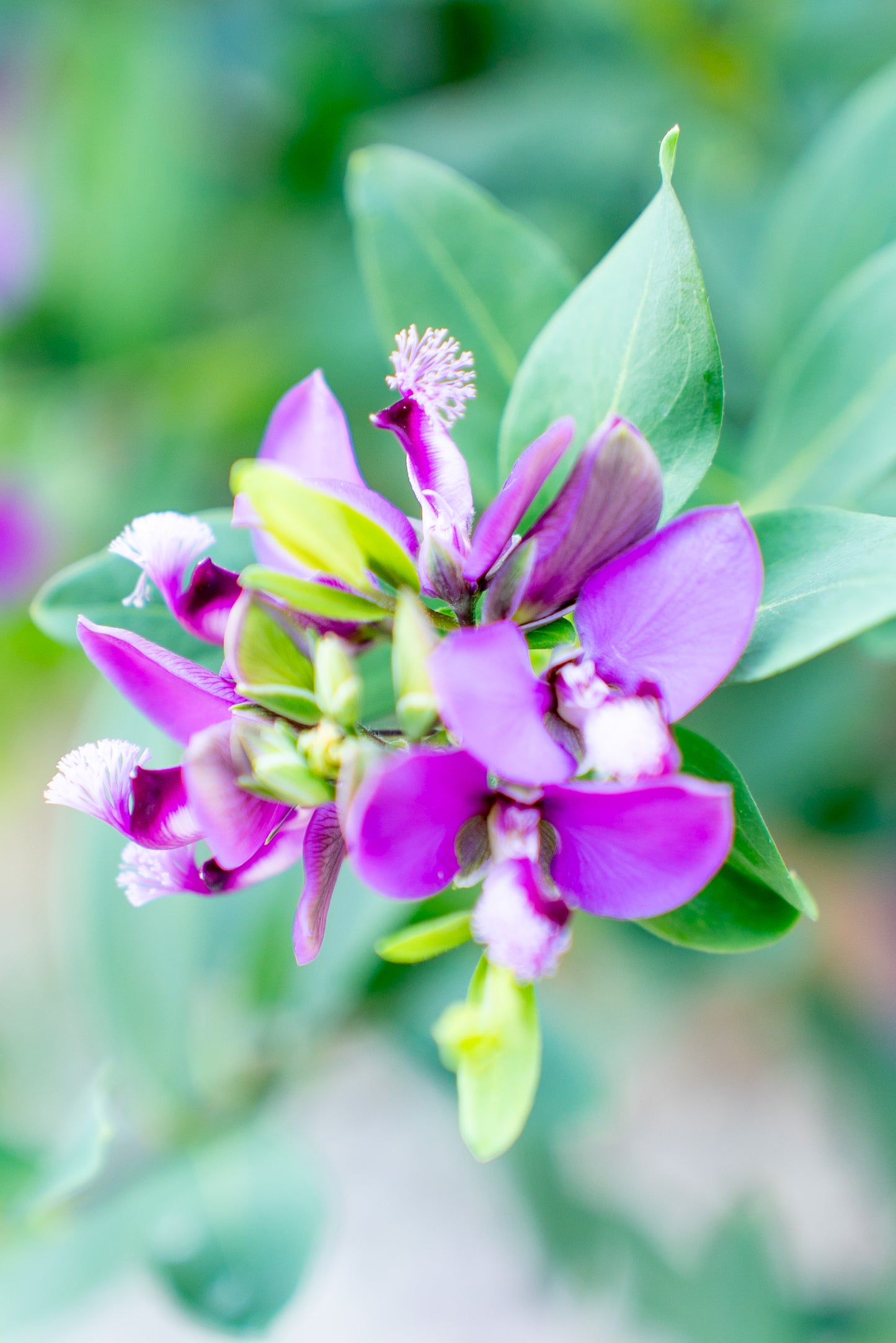 Polygala Myrifolia