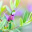 Polygala Myrifolia