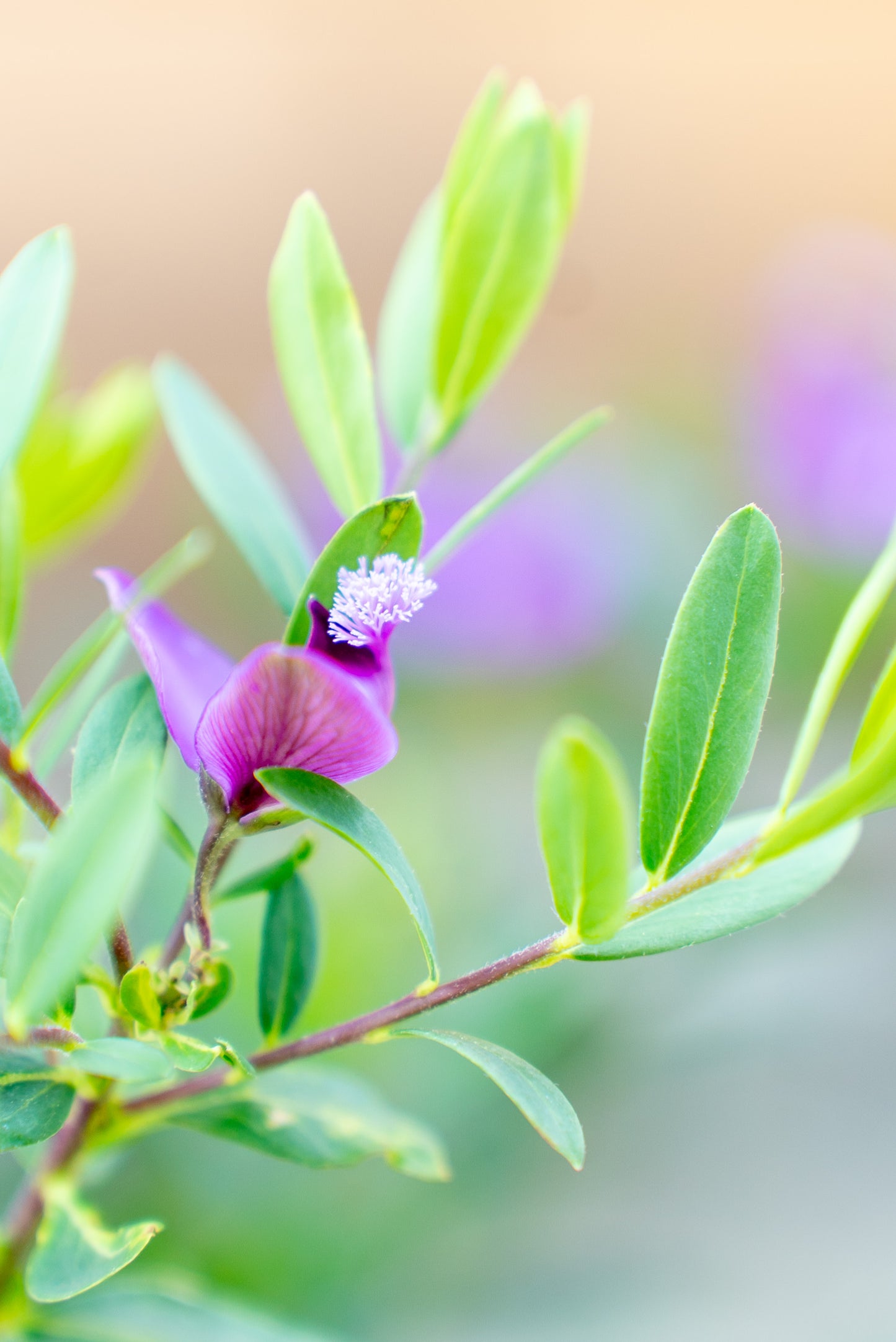 Polygala Myrifolia