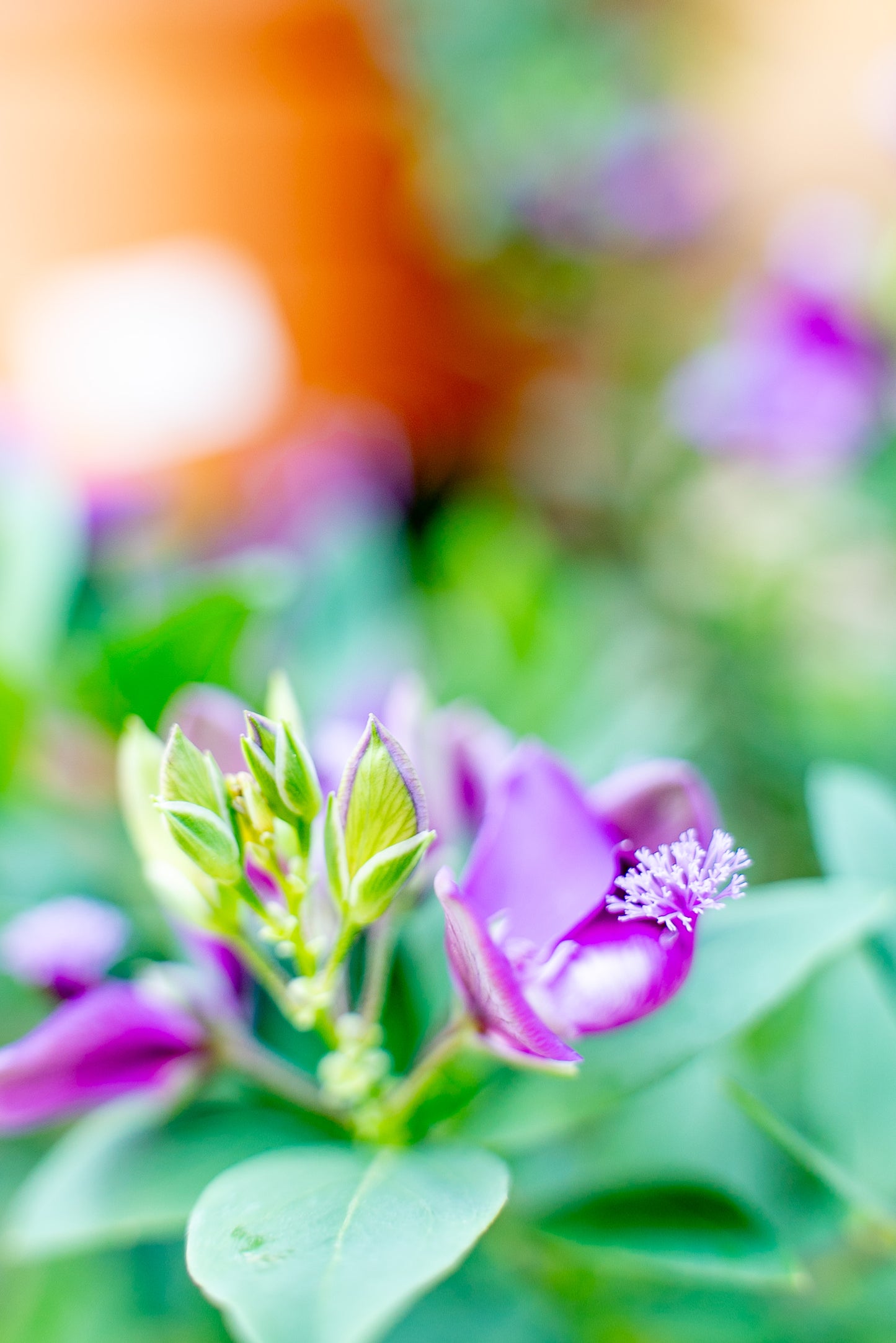 Polygala Myrifolia