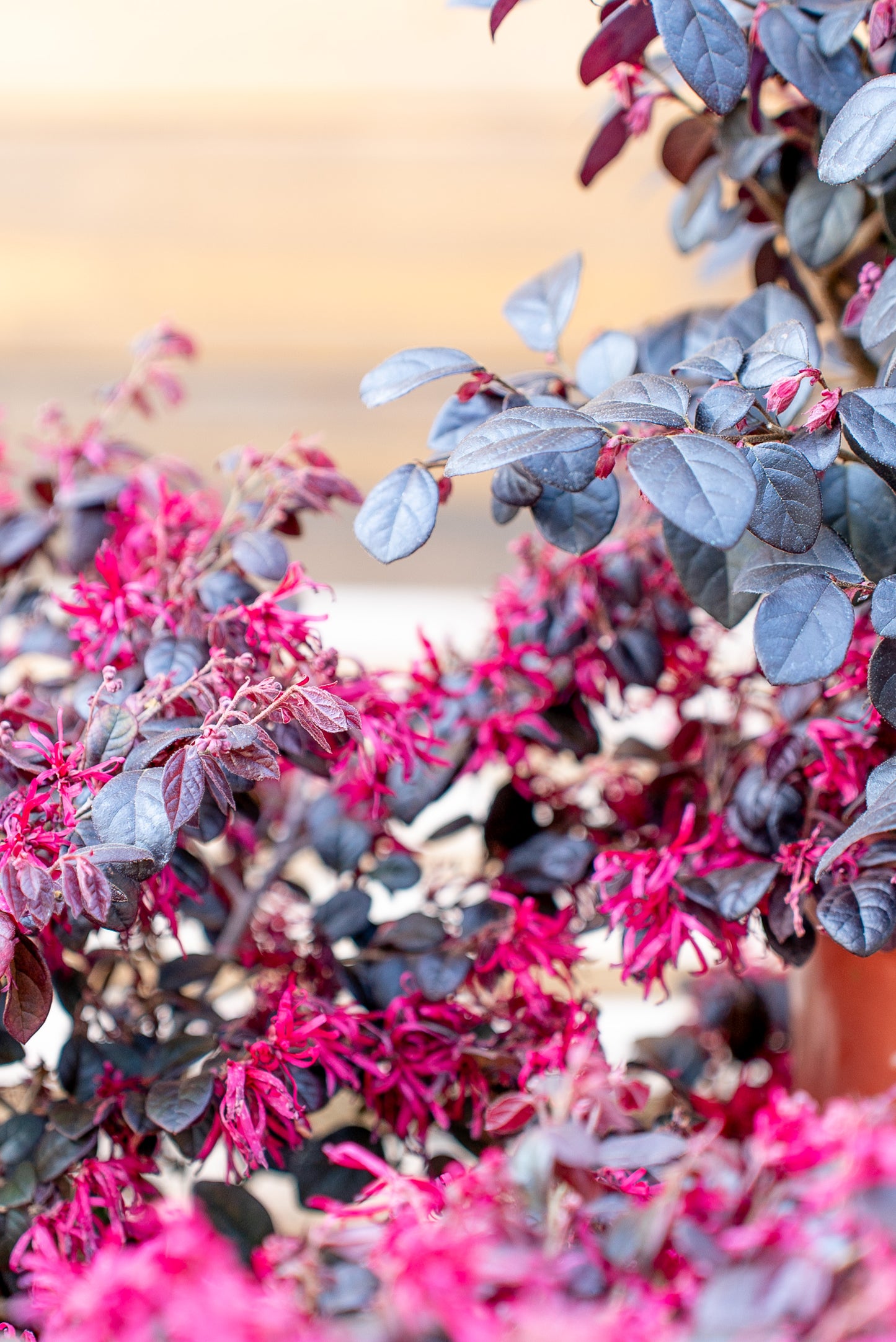 Loropetalum Cespuglio