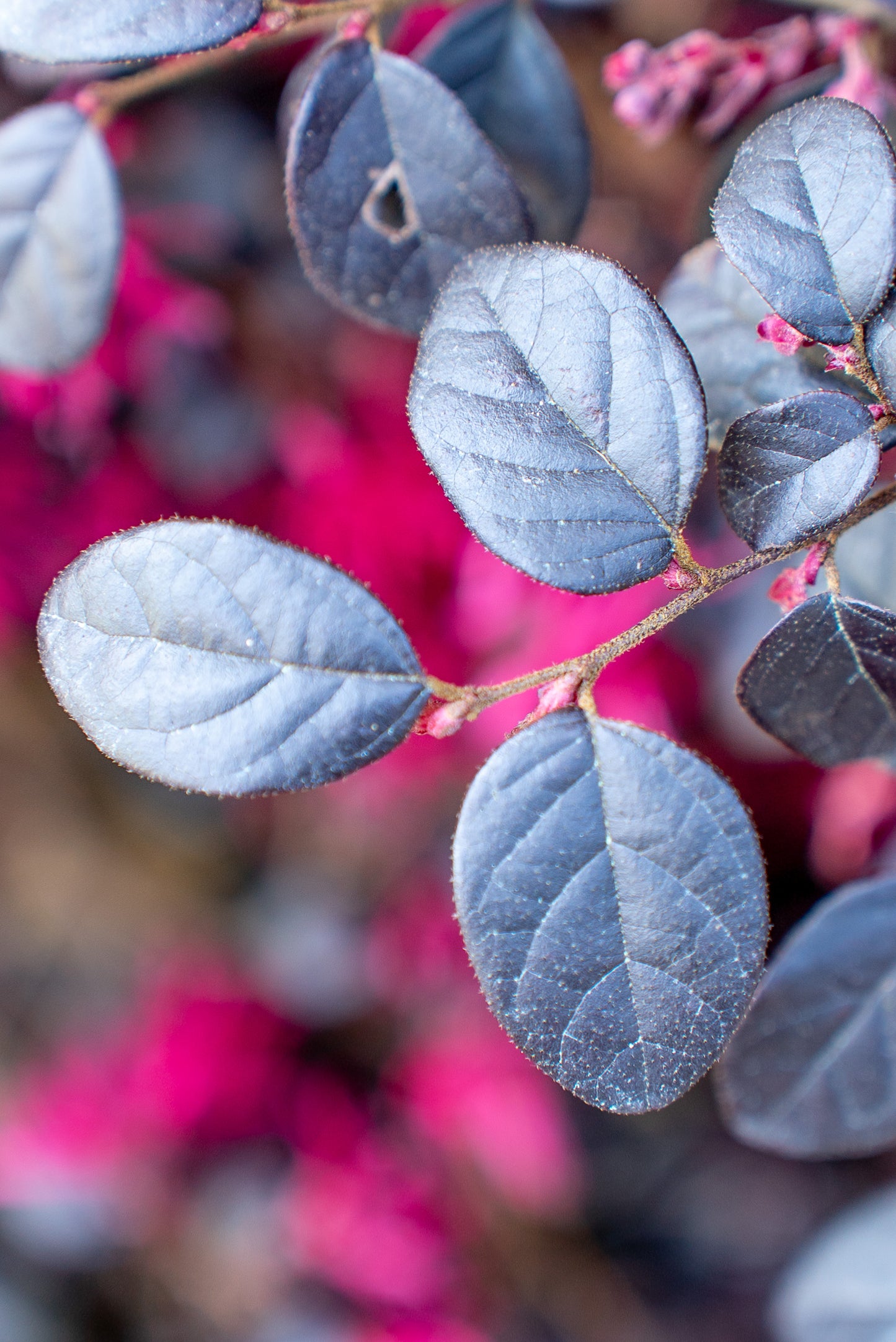 Loropetalum Cespuglio