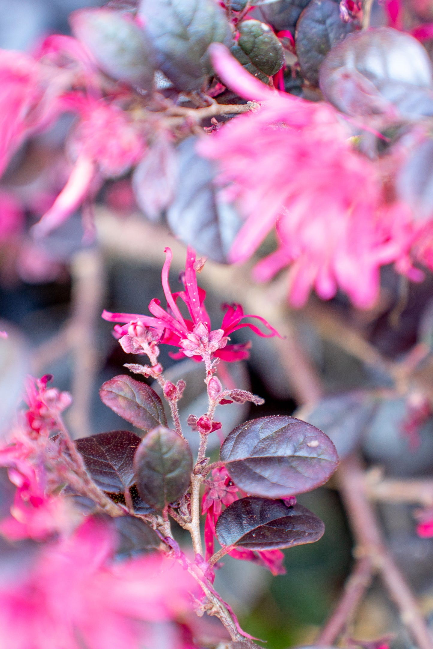 Loropetalum Cespuglio