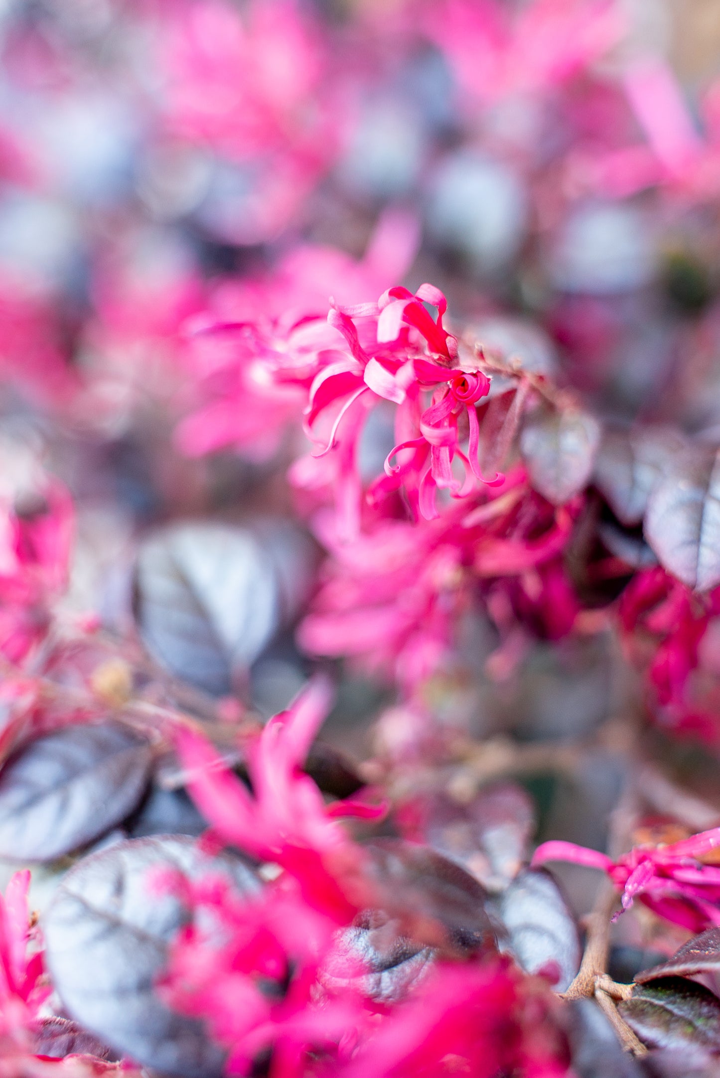 Loropetalum Cespuglio