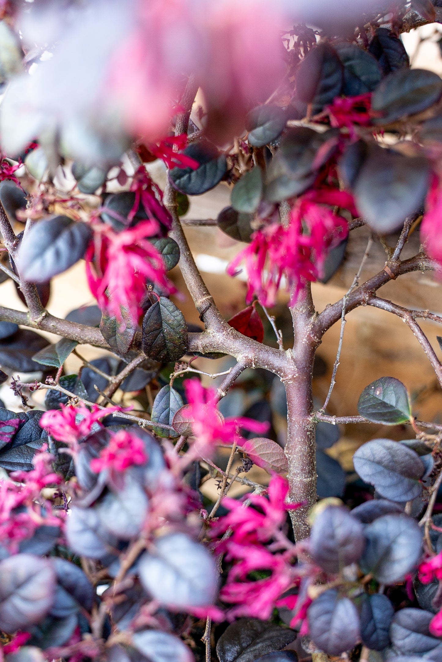 Loropetalum Cespuglio