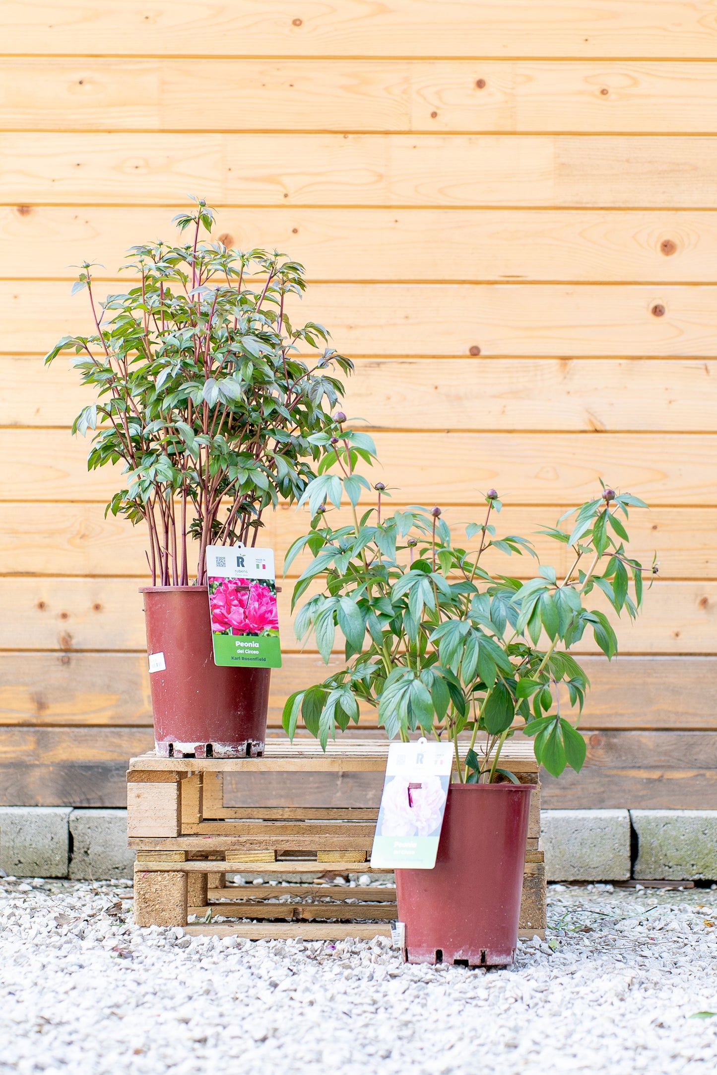 Paeonia Lactiflora