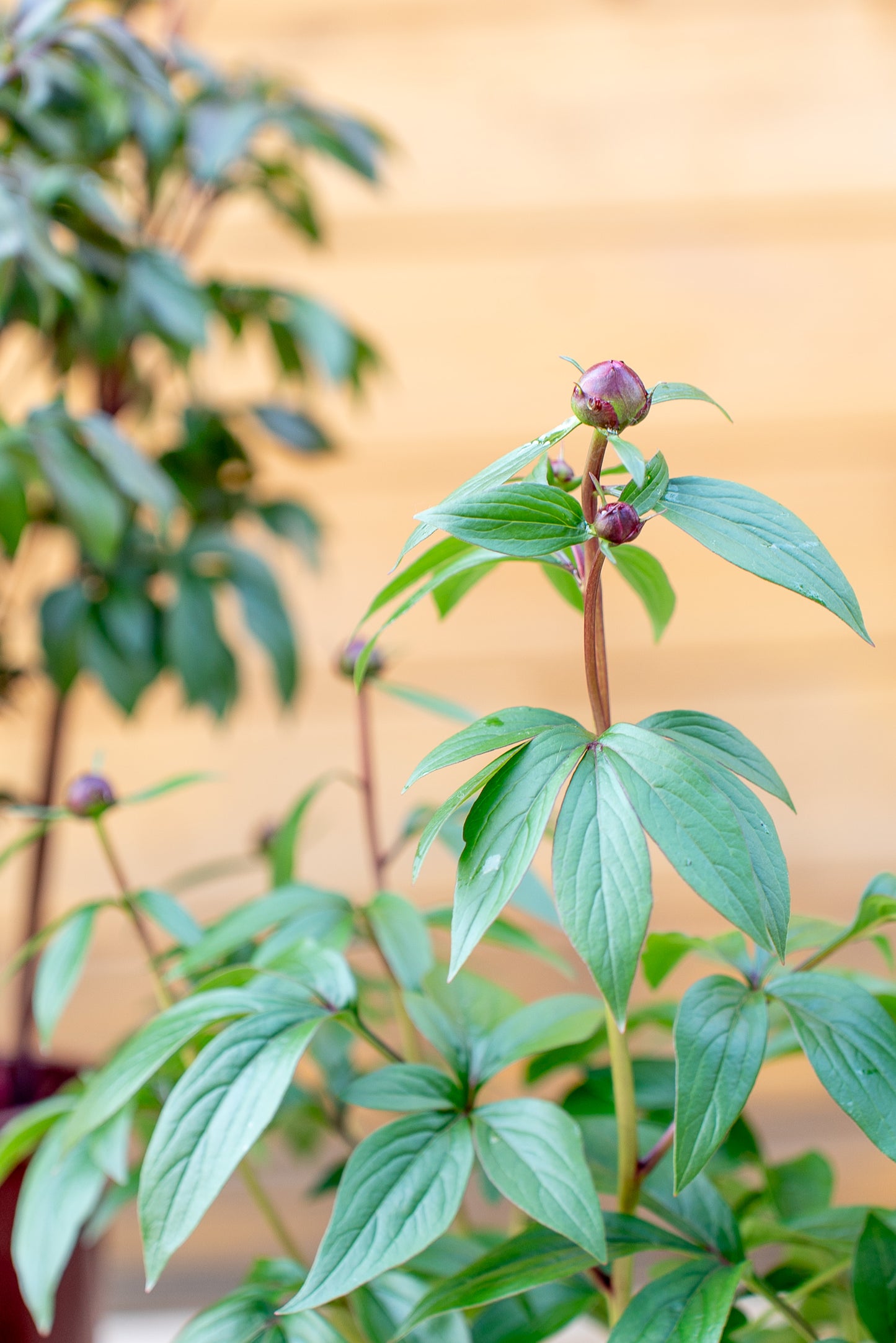 Paeonia Lactiflora