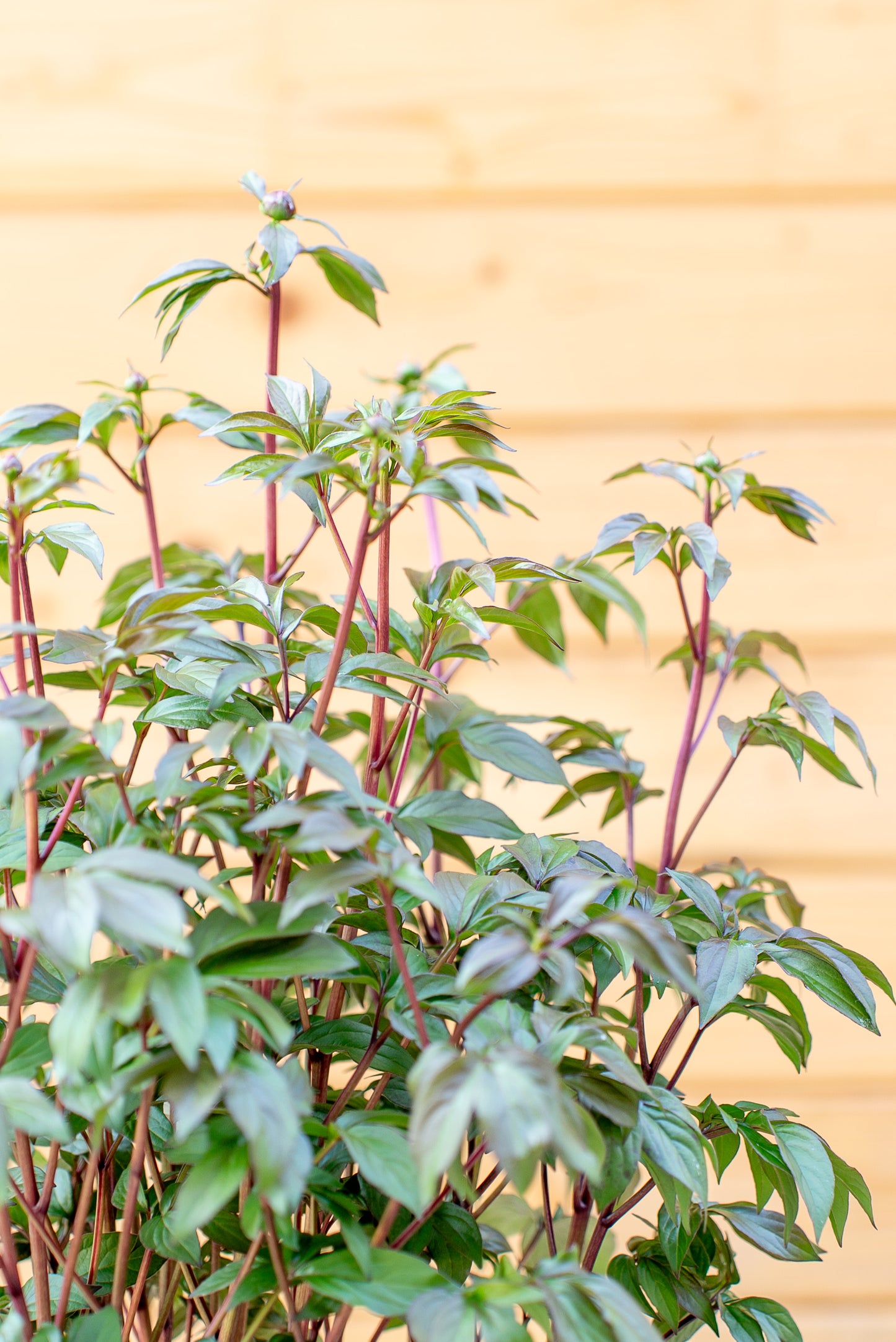 Paeonia Lactiflora