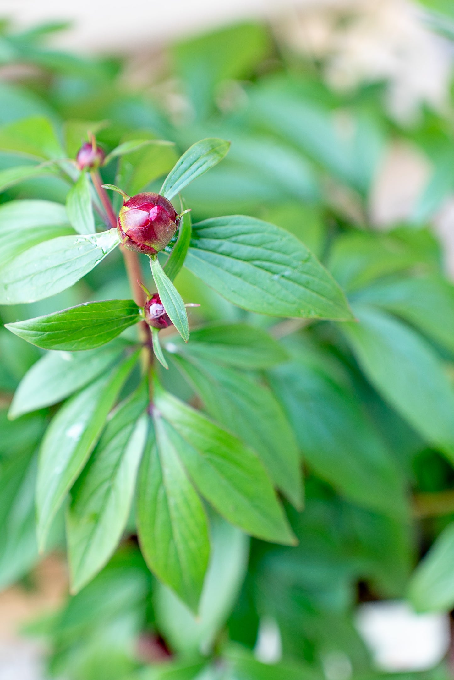 Paeonia Lactiflora