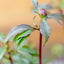 Paeonia Lactiflora