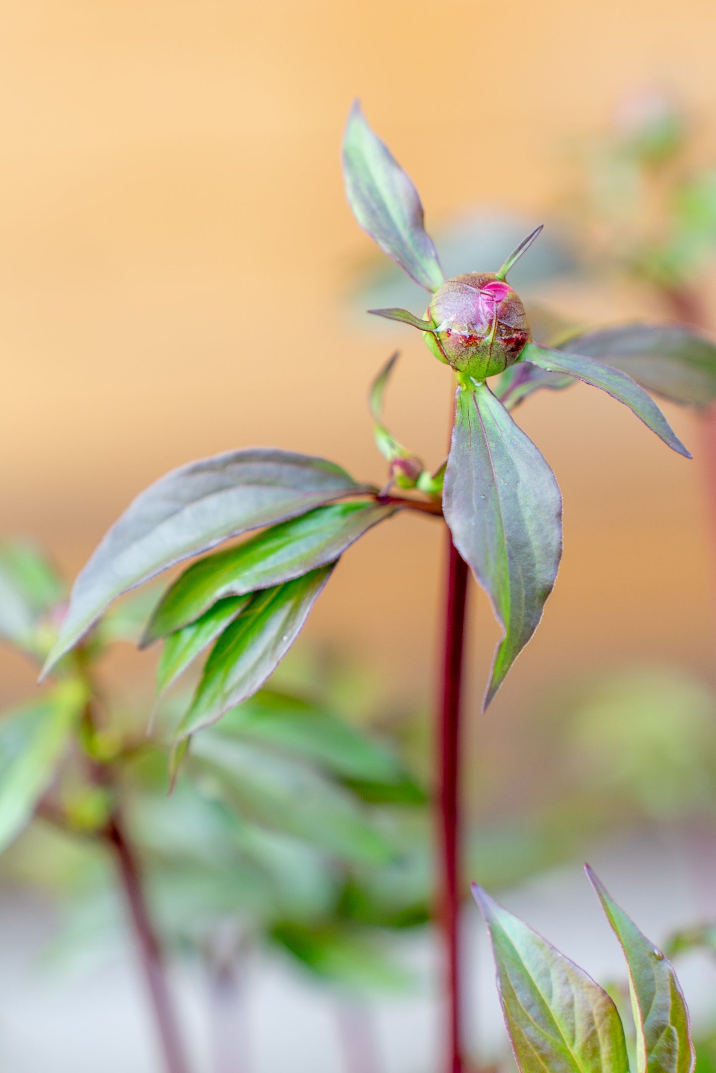 Paeonia Lactiflora