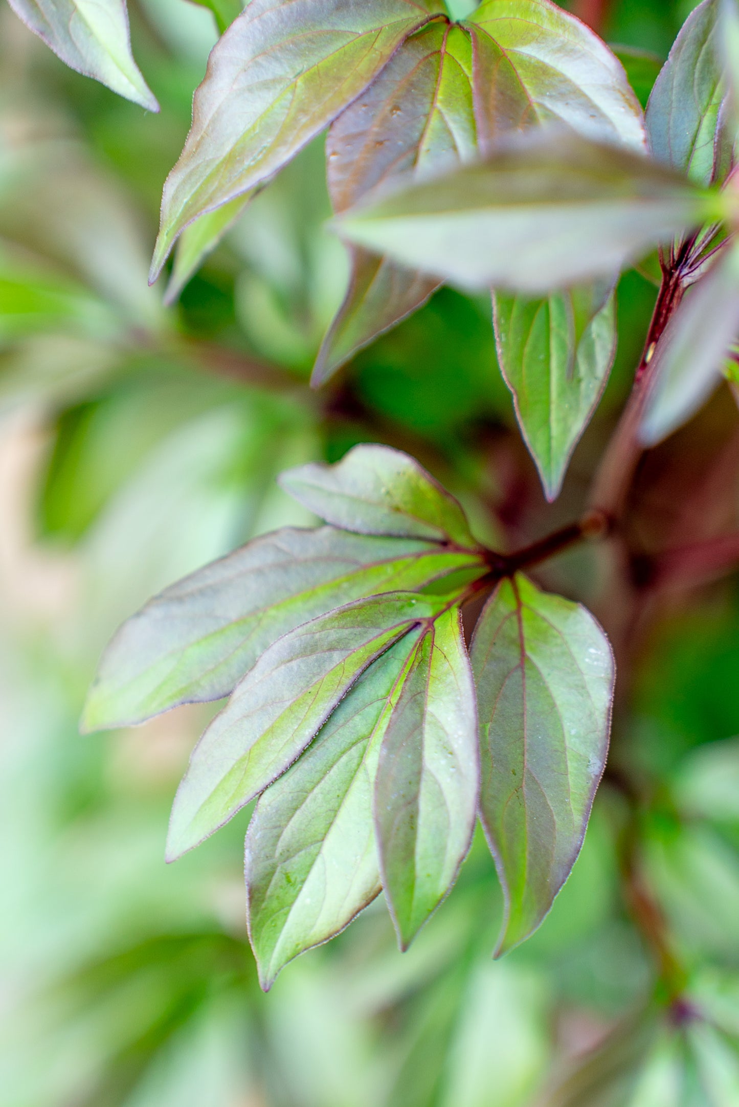 Paeonia Lactiflora