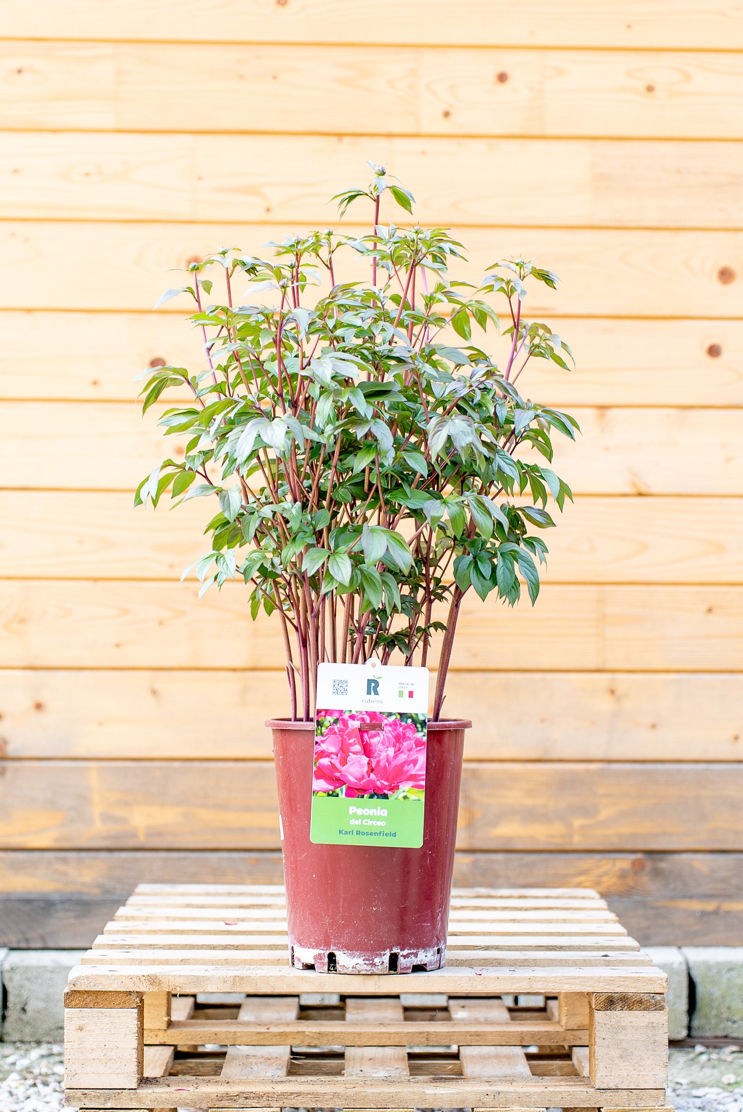 Paeonia Lactiflora