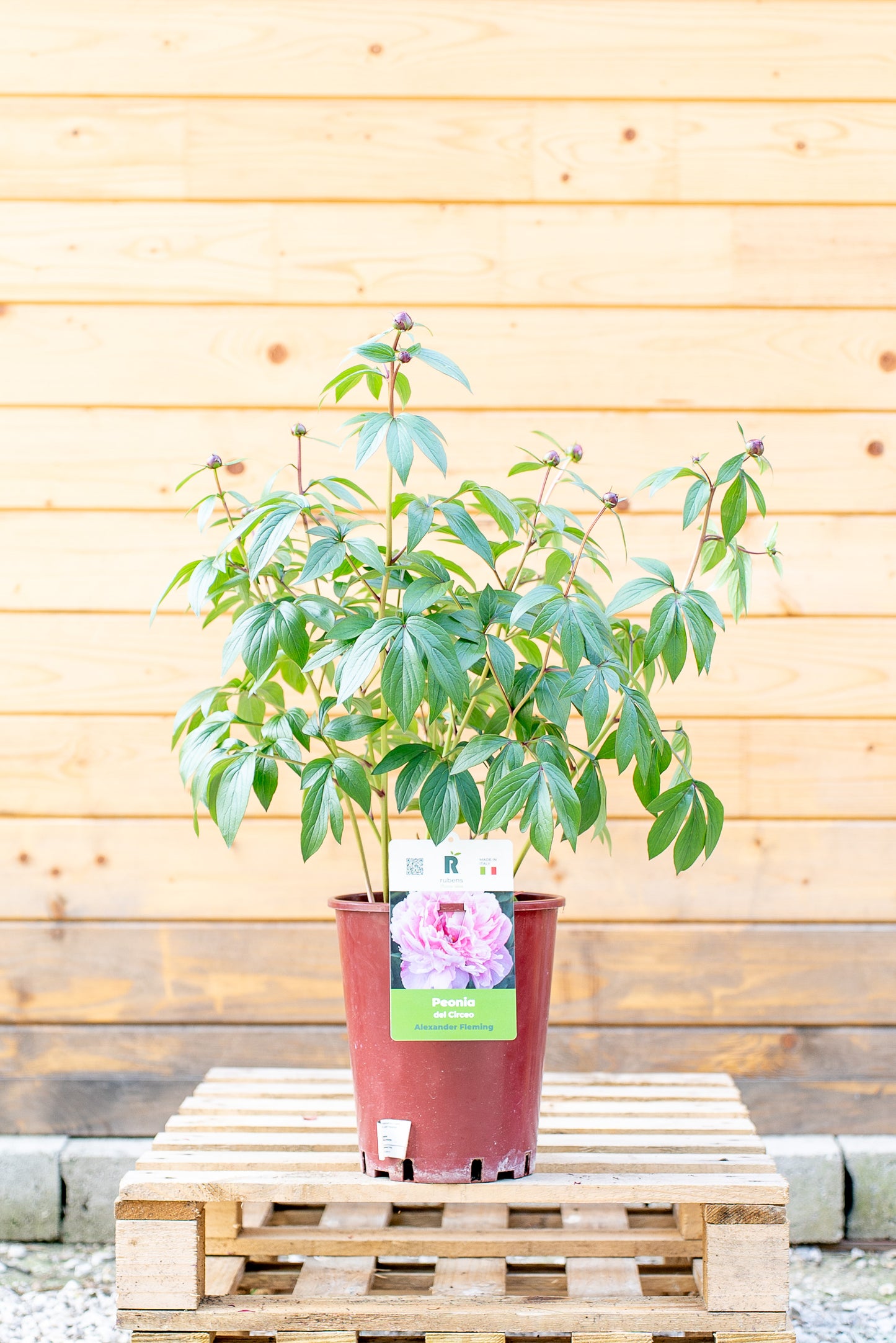 Paeonia Lactiflora