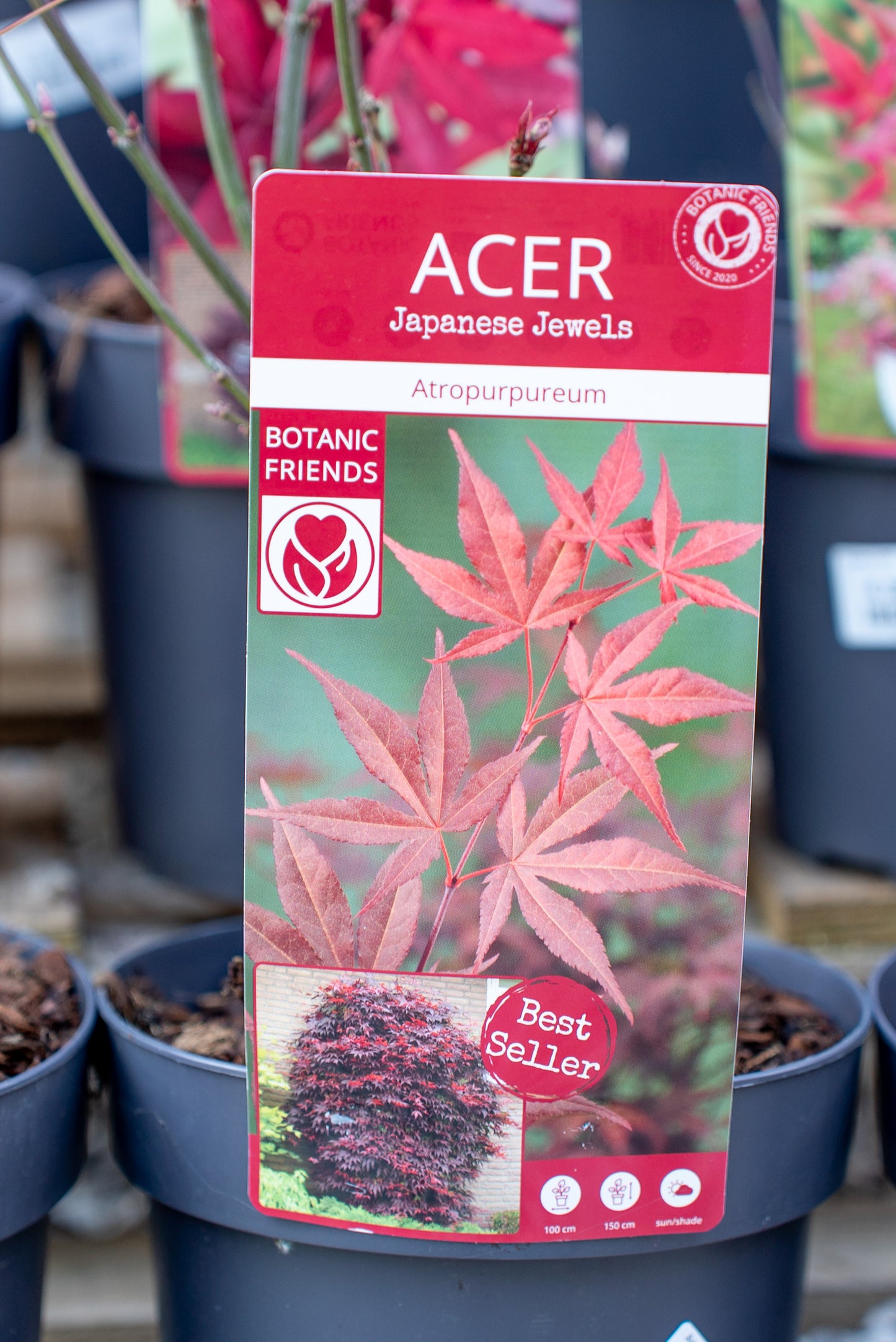 Acer Palmatum Piccolo