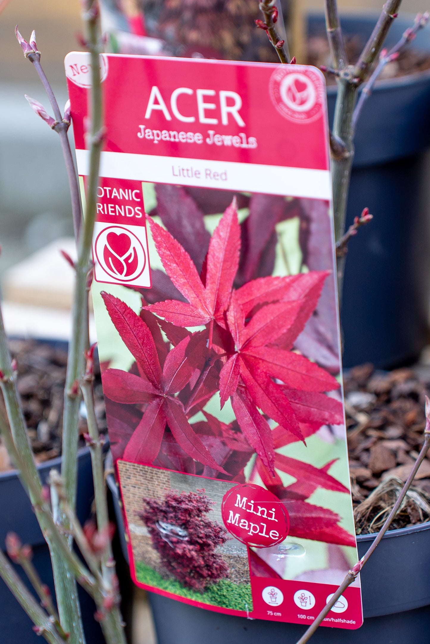 Acer Palmatum Piccolo