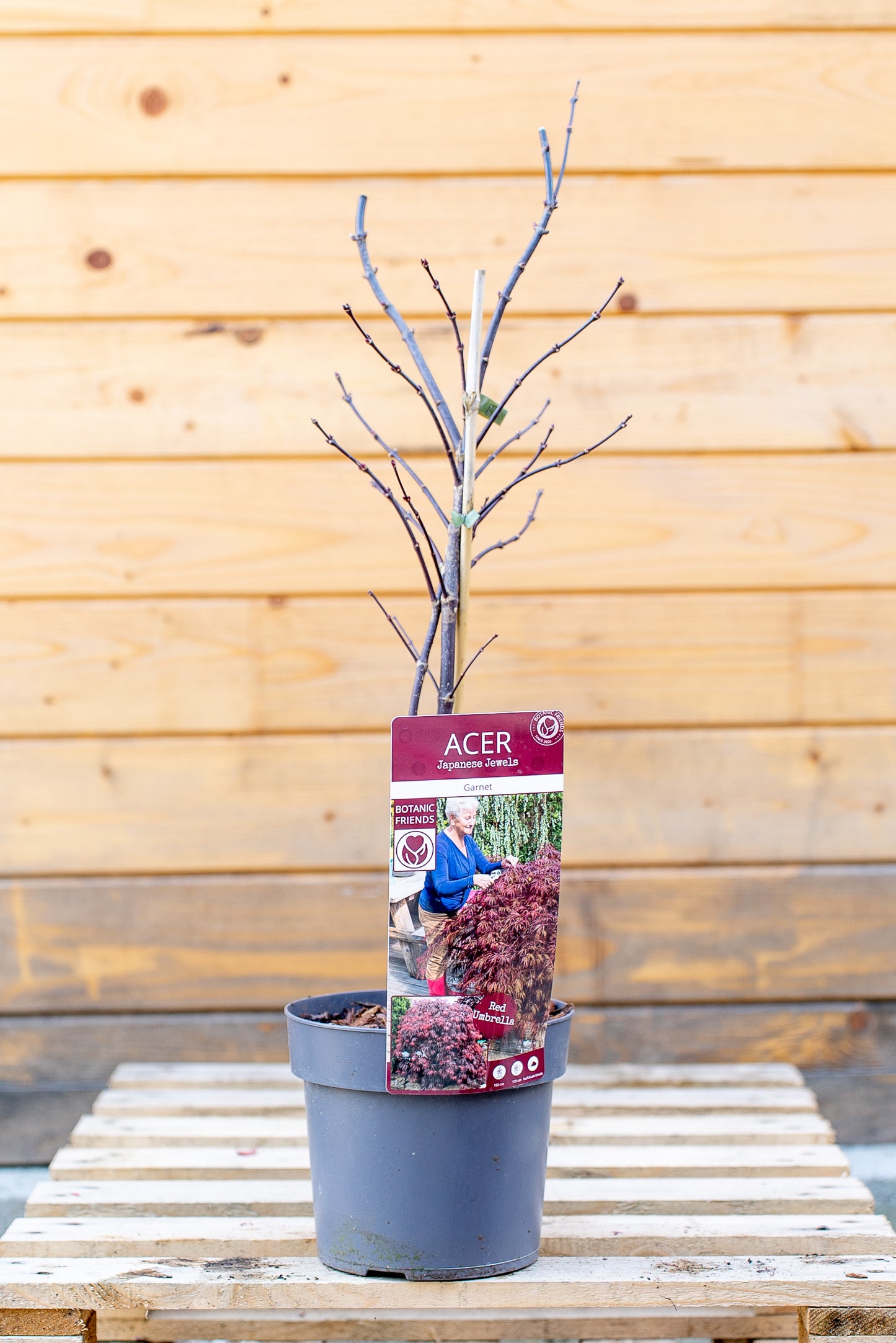 Acer Palmatum Piccolo