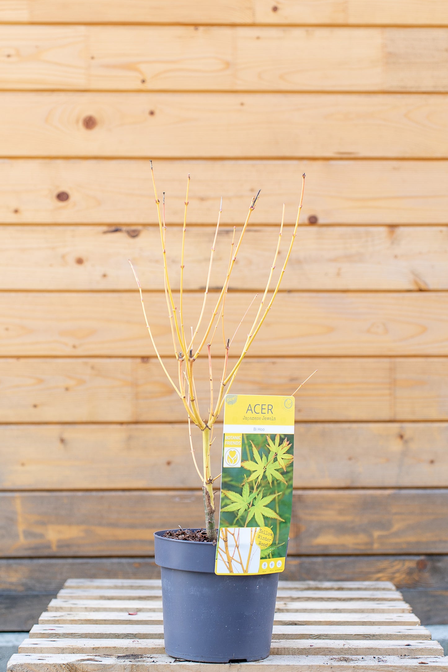 Acer Palmatum Piccolo