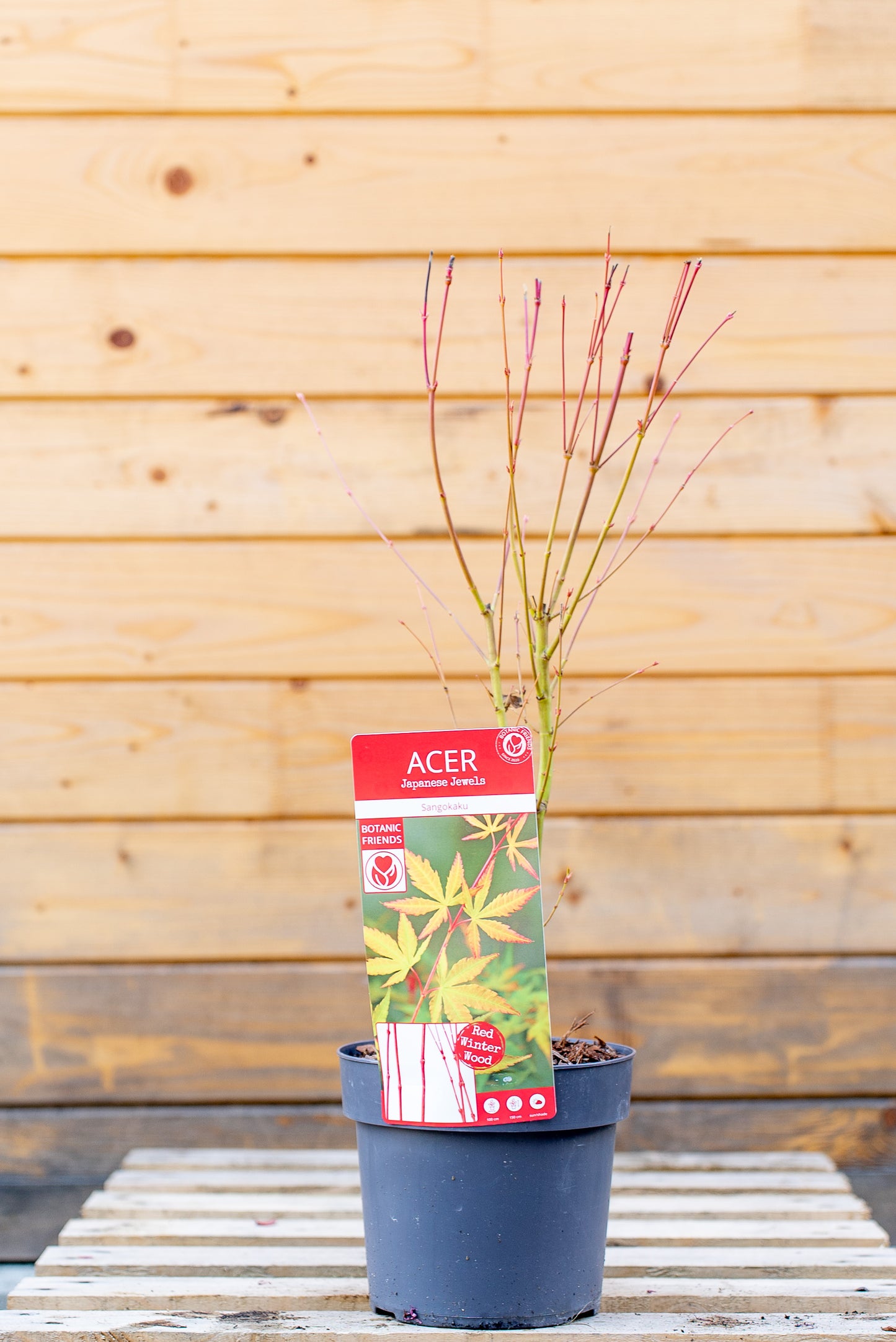 Acer Palmatum Piccolo