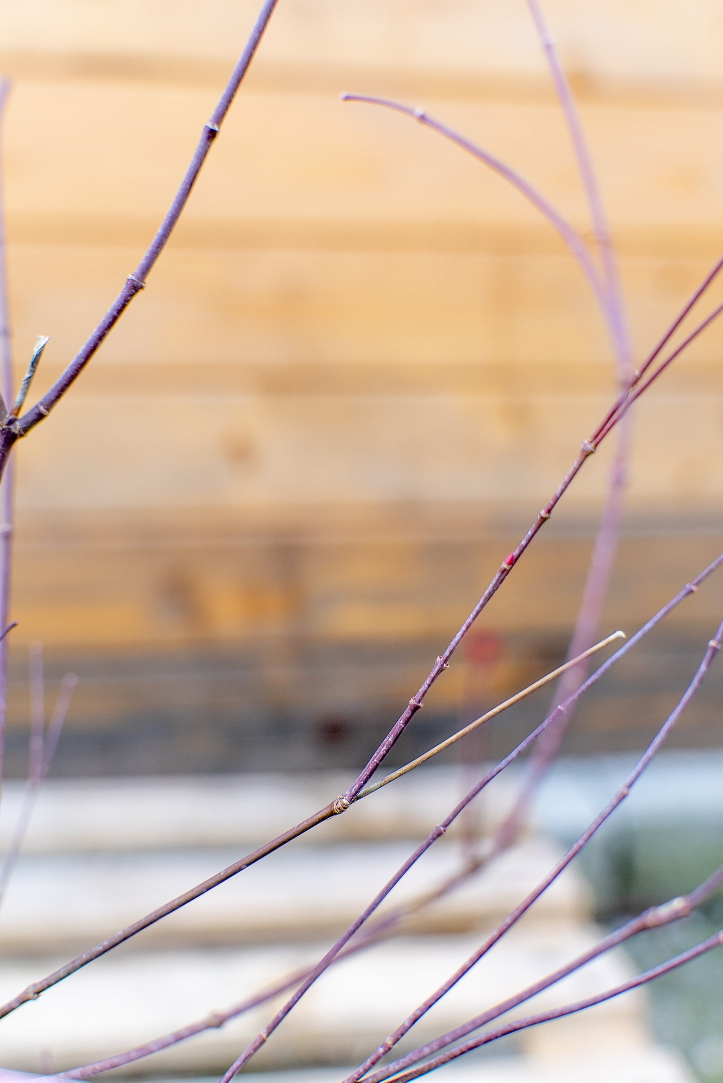 Acer Palmatum Piccolo