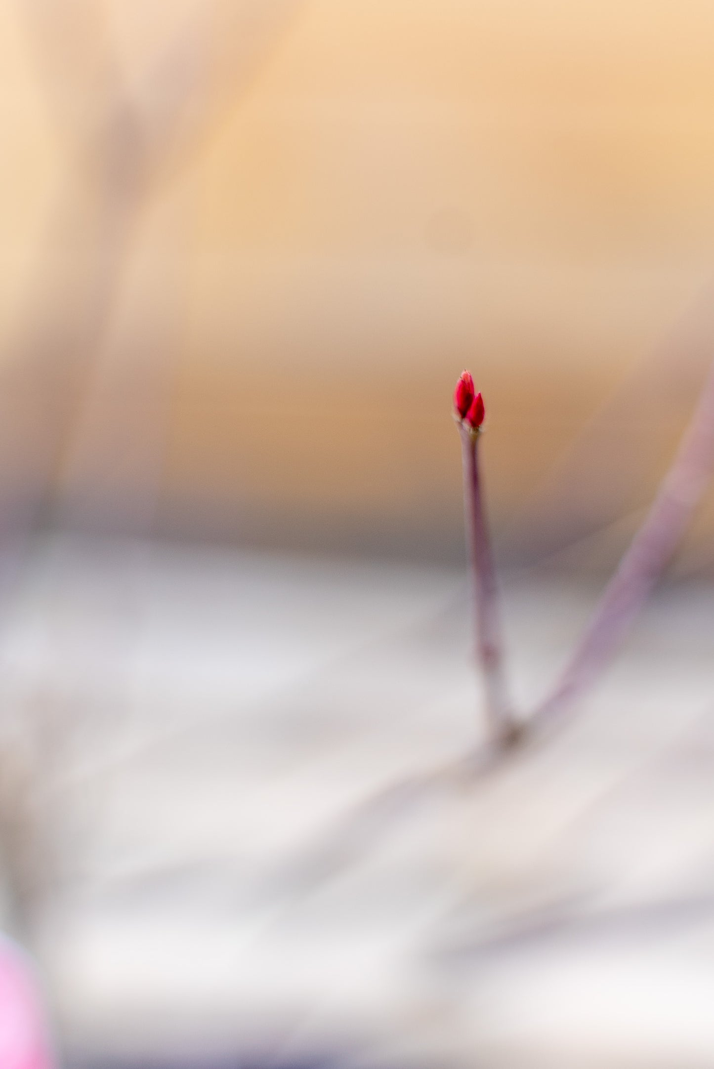 Acer Palmatum Piccolo