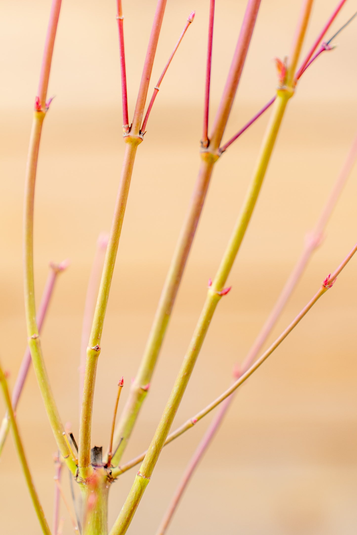 Acer Palmatum Piccolo