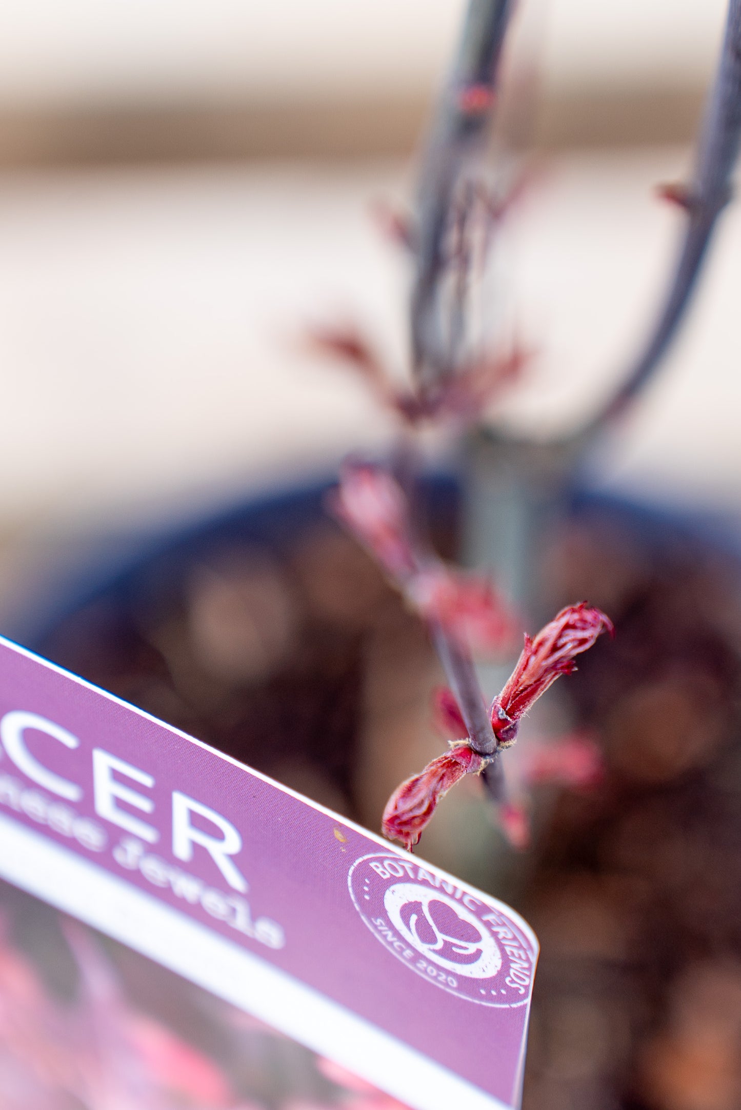 Acer Palmatum Piccolo