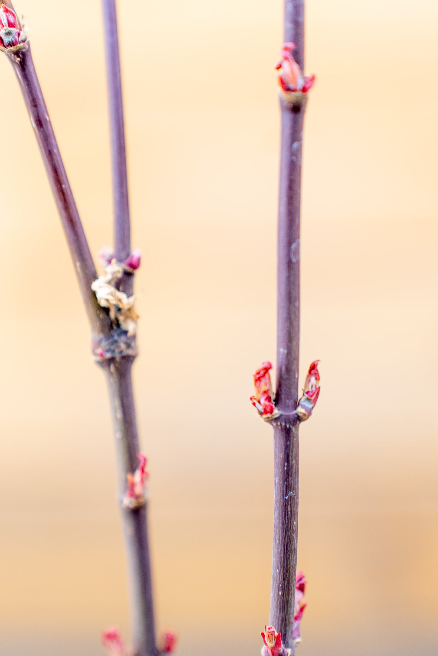 Acer Palmatum Piccolo