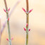 Acer Palmatum Piccolo