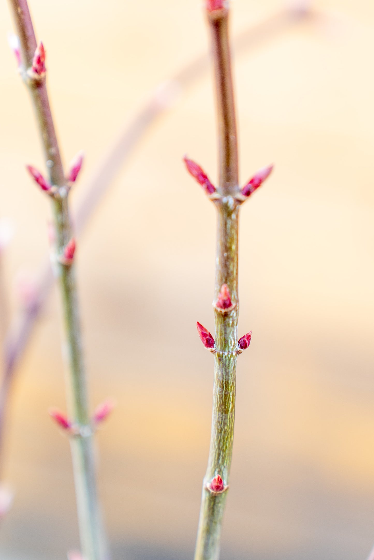 Acer Palmatum Piccolo