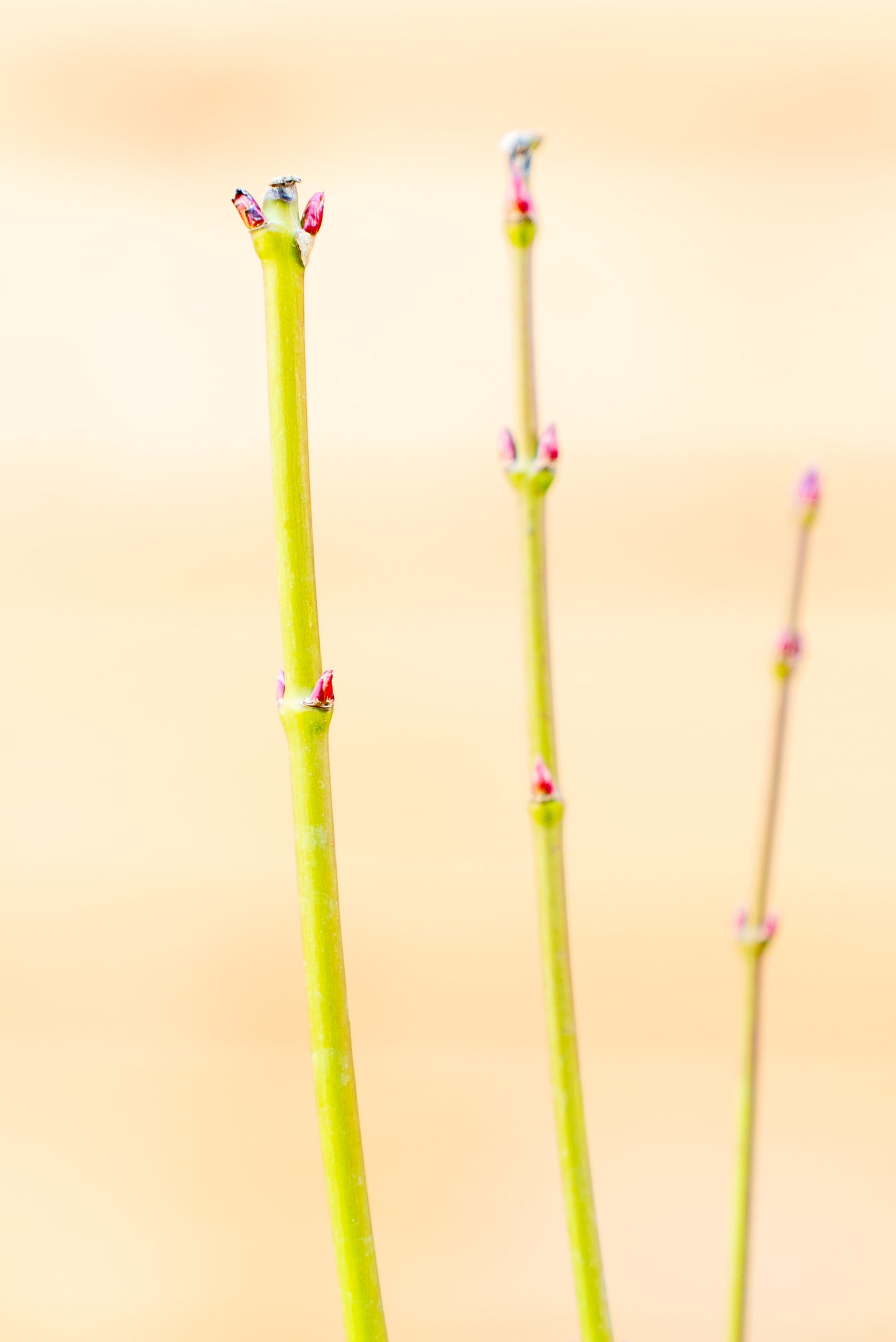 Acer Palmatum Piccolo