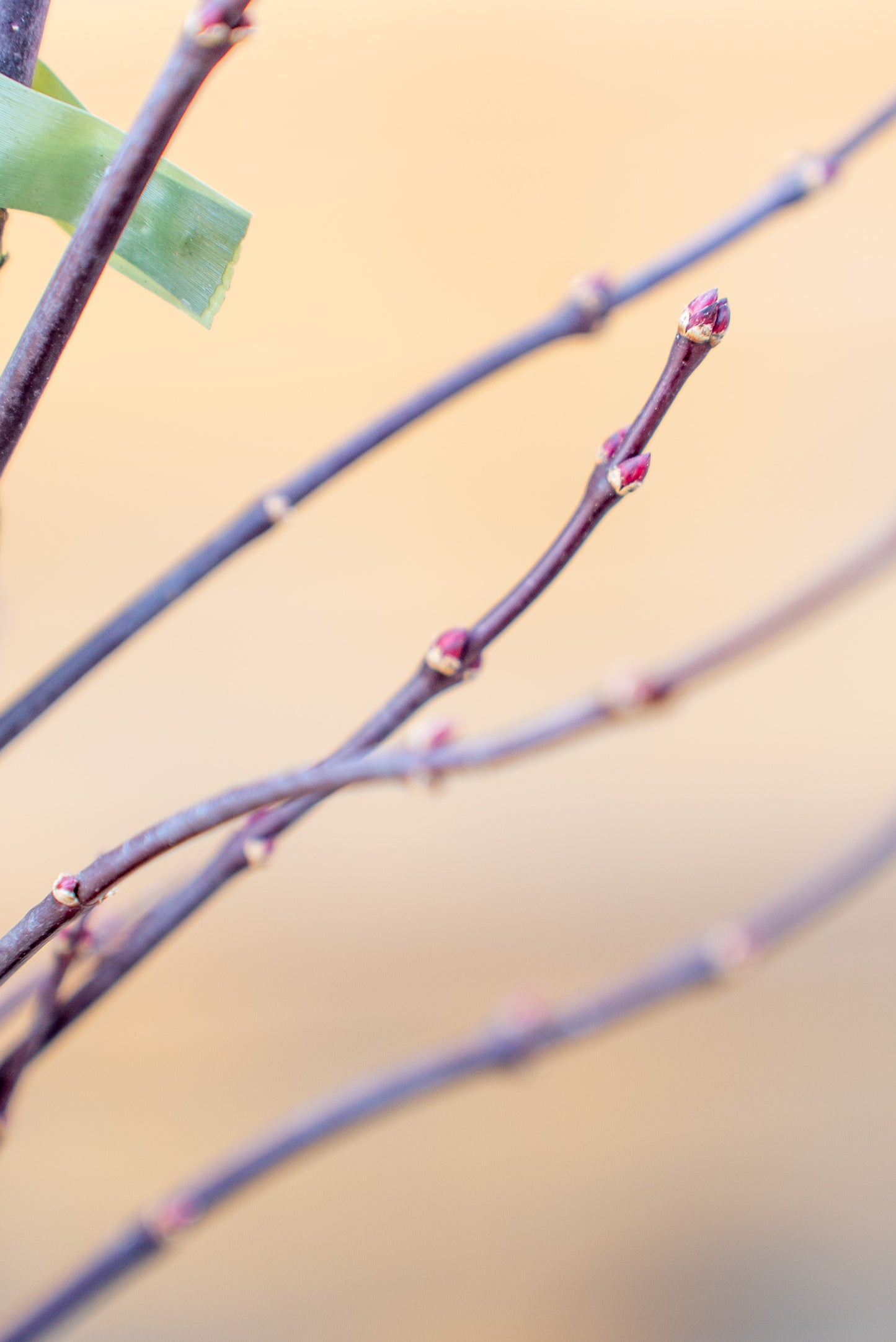 Acer Palmatum Medio