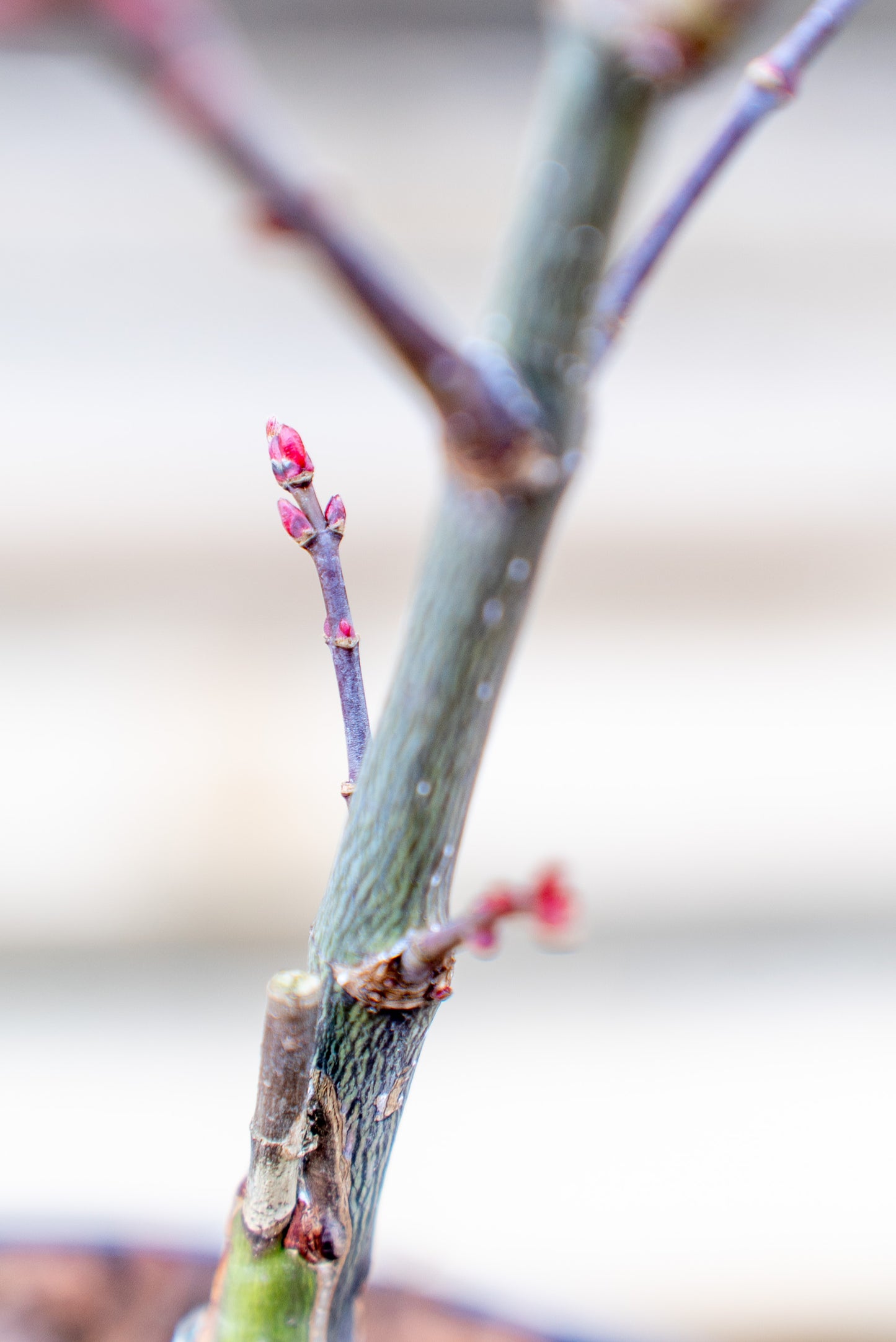 Acer Palmatum Medio