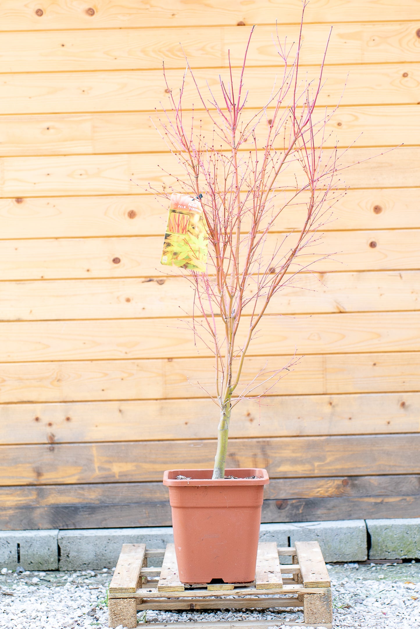 Acer Palmatum Medio