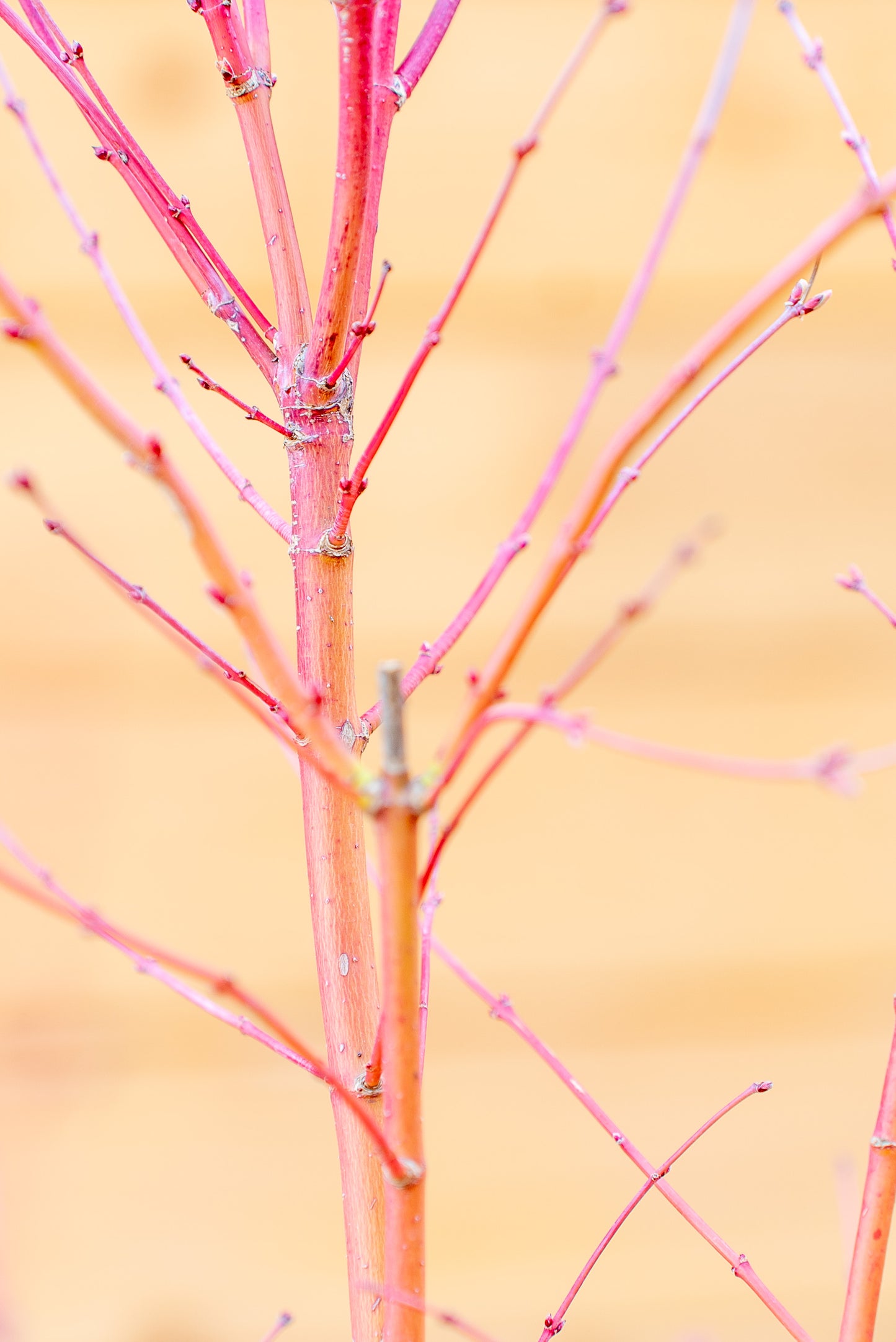 Acer Palmatum Medio