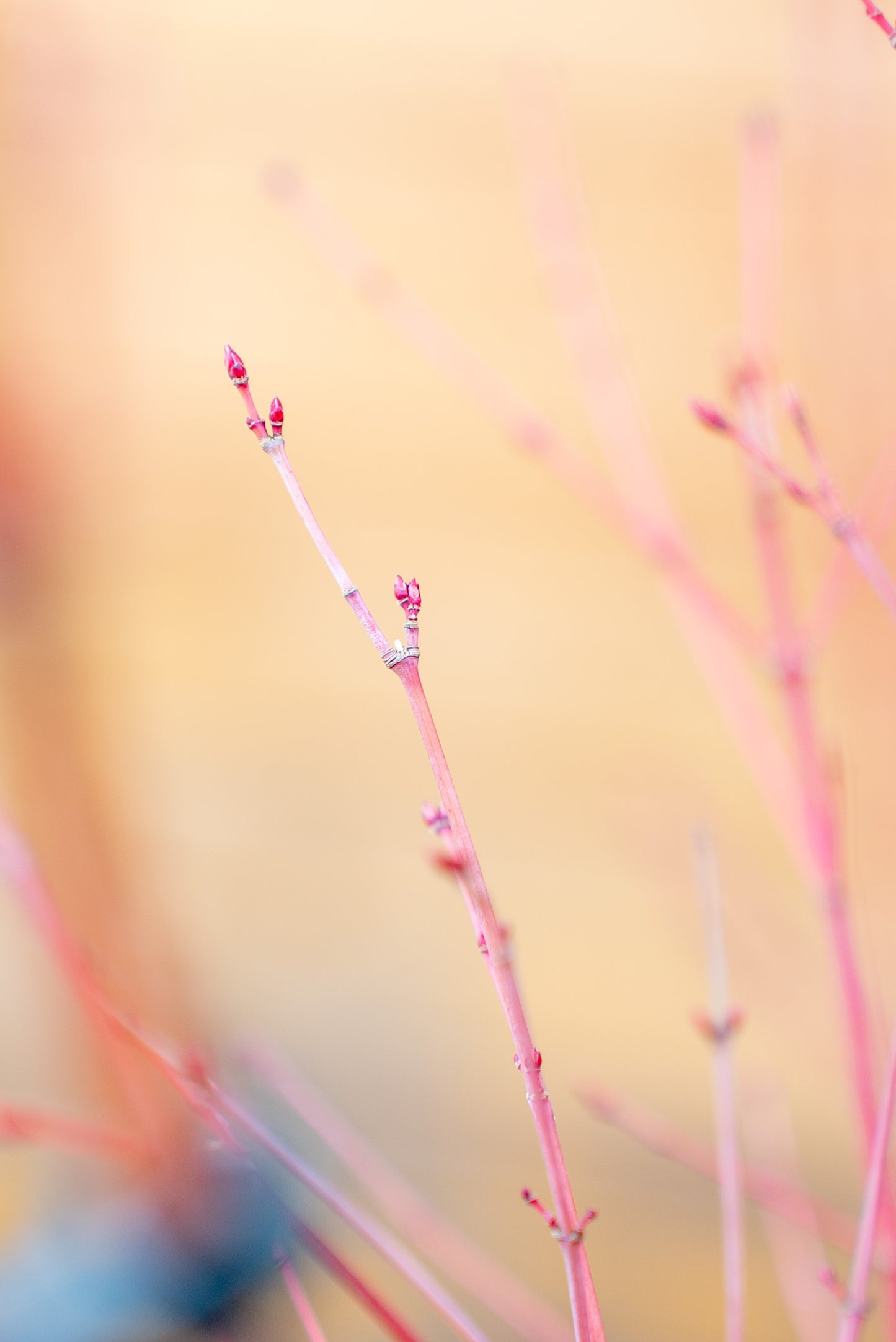 Acer Palmatum Medio